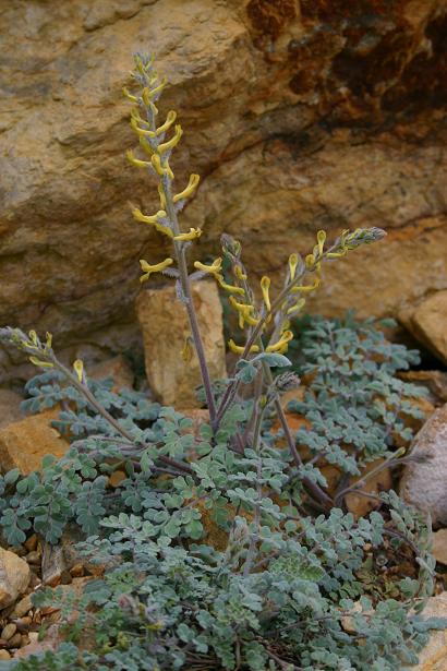 Corydalis tomentella 