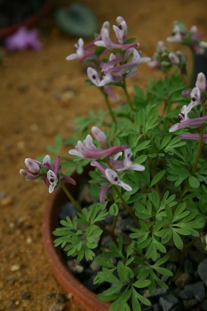 Corydalis wendelboi 