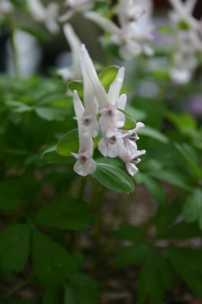 Corydalis x allenii 'Ebino' 