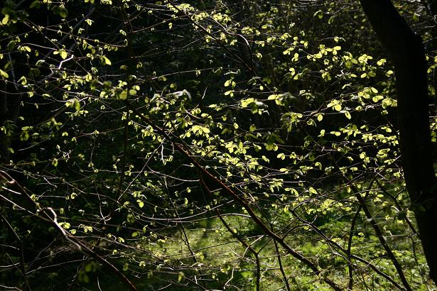 Corylus avellana 