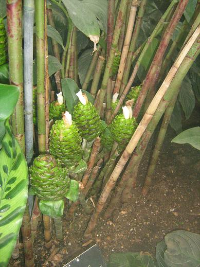 Costus megalobracteata 