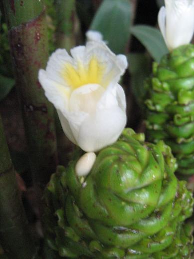 Costus megalobracteata 