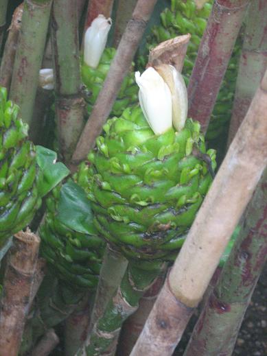 Costus megalobracteata 