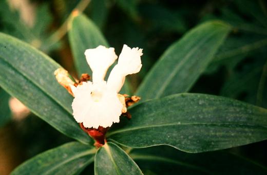 Costus speciosus 