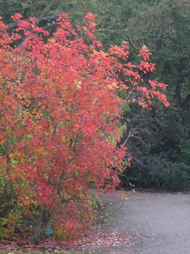 Cotinus coggygria 