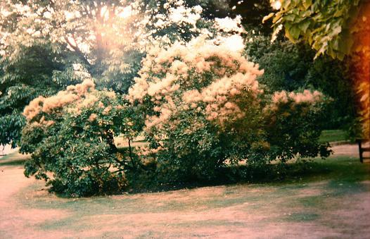 Cotinus coggygria 