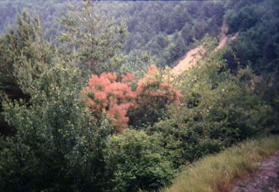 Cotinus coggygria 