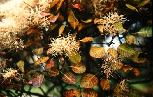 Cotinus coggygria 