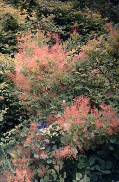 Cotinus coggygria 