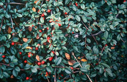 Cotoneaster dammeri 