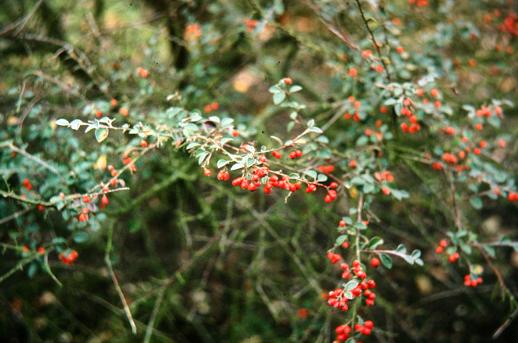 Cotoneaster franchetii 