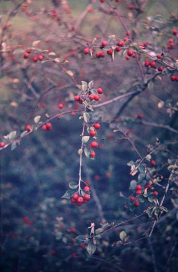 Cotoneaster hebephyllus 