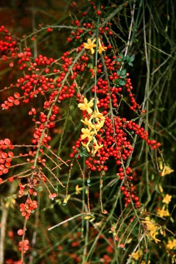 Cotoneaster horizontalis 