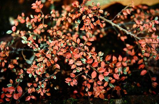 Cotoneaster horizontalis 'Variegatus' 