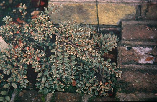 Cotoneaster horizontalis 'Variegatus' 