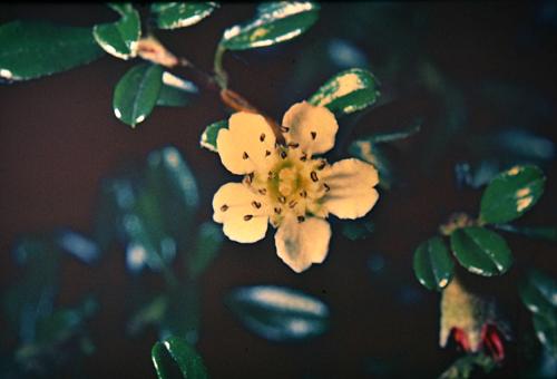 Cotoneaster microphyllus 