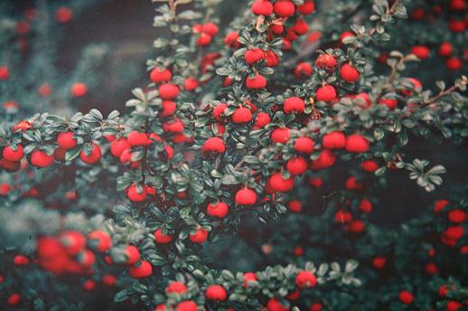 Cotoneaster microphyllus 