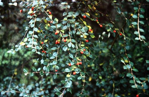 Cotoneaster salicifolius 