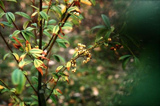 Cotoneaster salicifolius 'Fructu Luteo' 