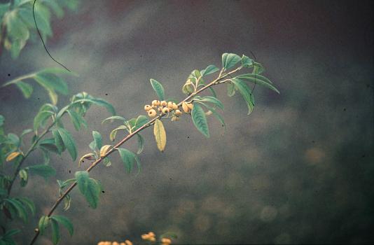 Cotoneaster salicifolius 'Fructu Luteo' 