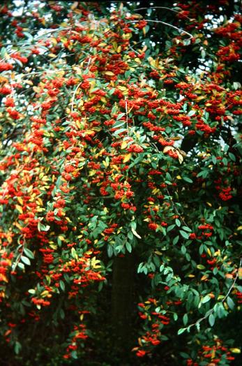 Cotoneaster x watereri 