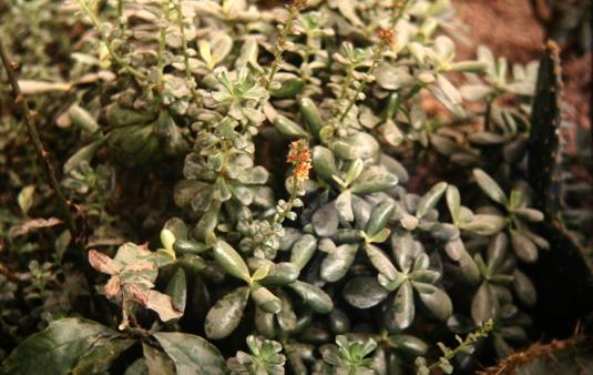 Crassula ovata 