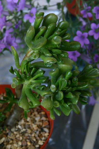 Crassula ovata 'Gollum' 