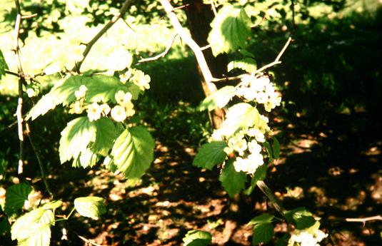 Crataegus caesia 