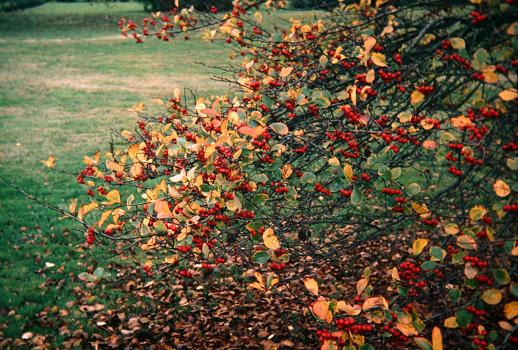 Crataegus crus-galli 