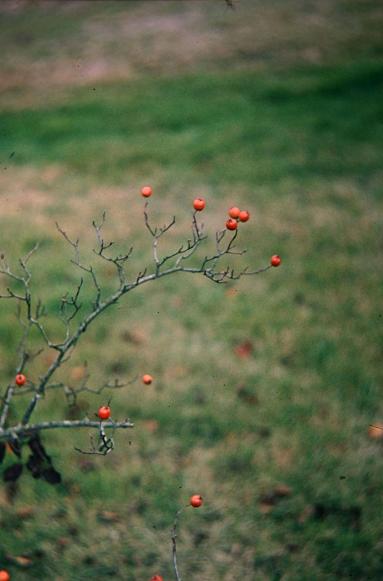 Crataegus globosa 