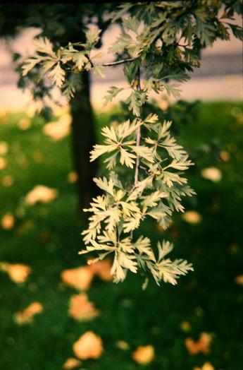 Crataegus laciniata 