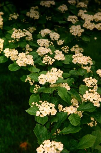 Crataegus macrantha 