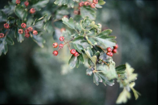 Crataegus monogyna 