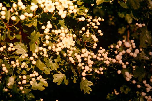 Crataegus monogyna 