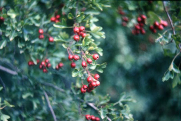 Crataegus monogyna 