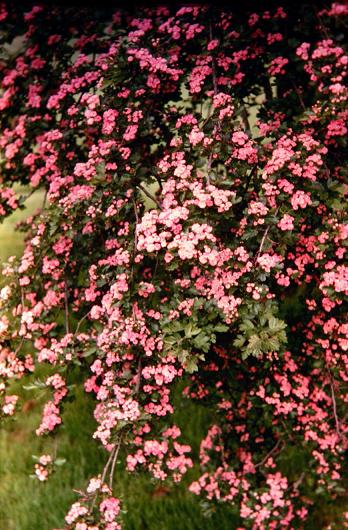 Crataegus oxycantha 'Coccinea Plena' 