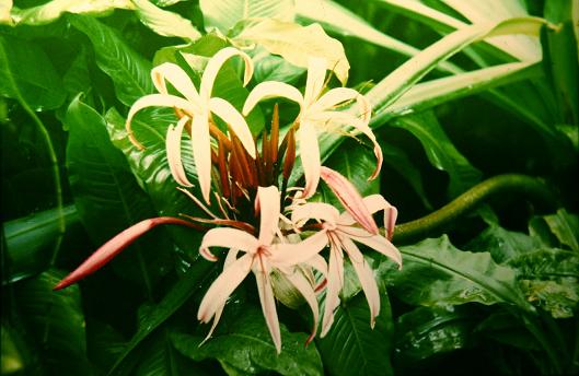 Crinum asiaticum 