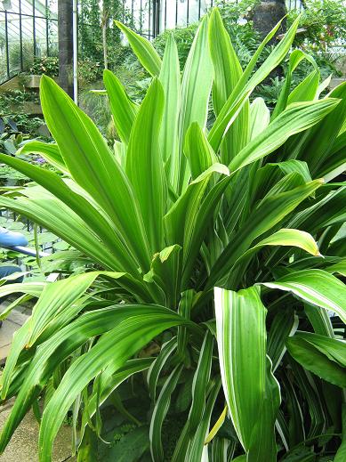 Crinum asiaticum Variegated