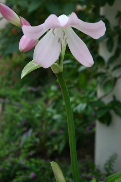 Crinum bulbispermum 