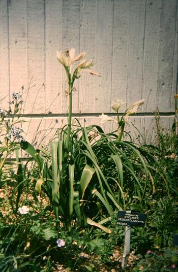 Crinum bulbispermum 