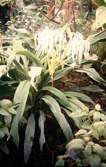 Crinum hildebrandii 