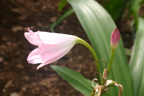 Crinum moorei 