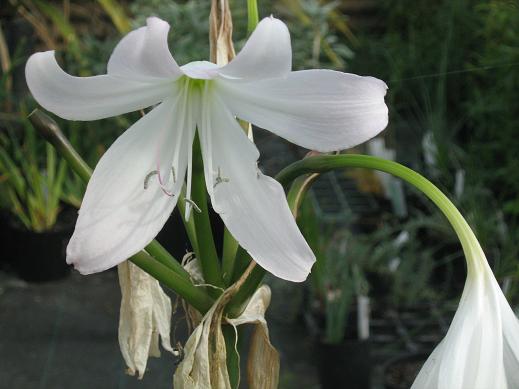 Crinum moorei 'Album' 