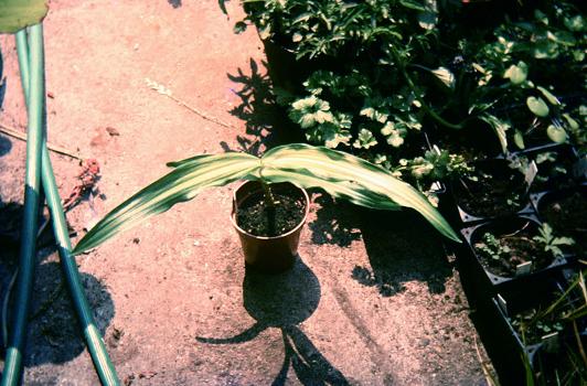 Crinum moorei Variegated 