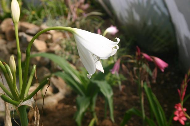 Crinum x powelli 'Album' 