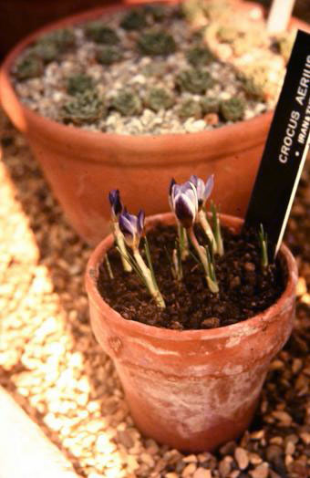 Crocus aerius 