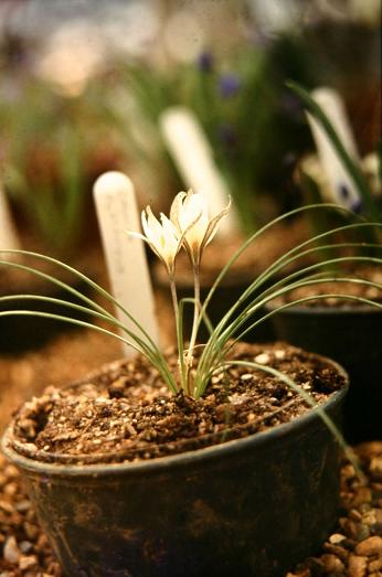 Crocus alatavicus 