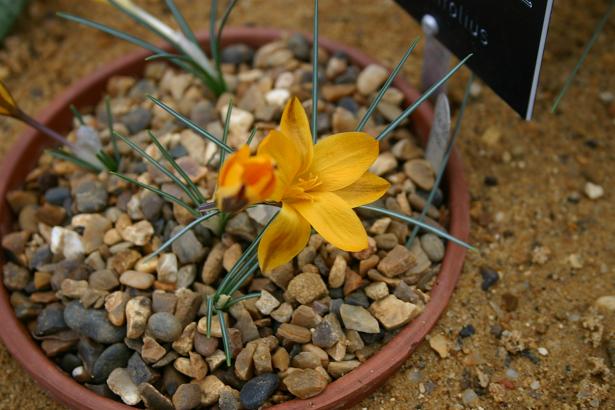 Crocus angustifolius 