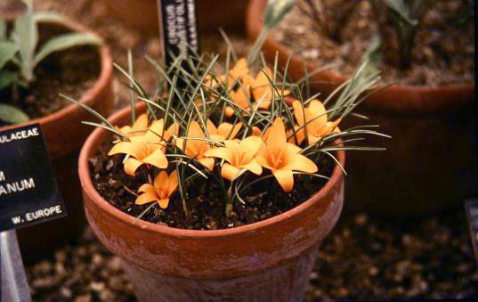 Crocus angustifolius 