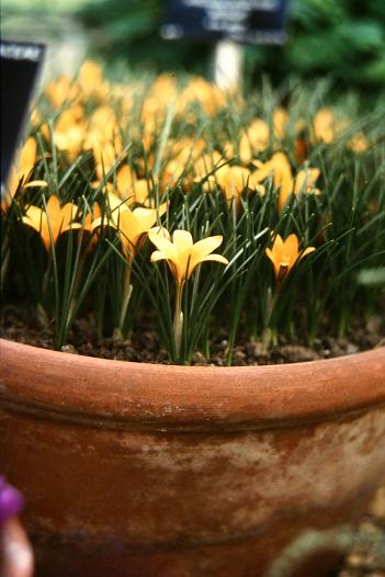 Crocus angustifolius 'Minor' 